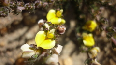 Aspalathus cymbiformis