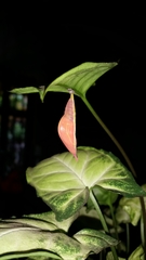 Phoebis philea