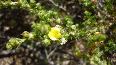 Aspalathus cymbiformis