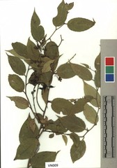 Gaultheria fragrantissima