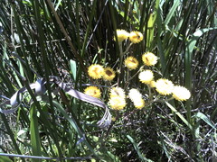 Helichrysum foetidum