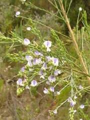 Psoralea filifolia