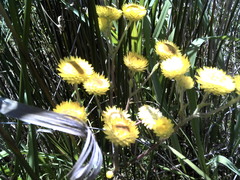 Helichrysum foetidum