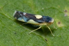 Eupteryx vittata