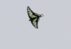 Graphium cloanthus