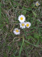 Bellis perennis