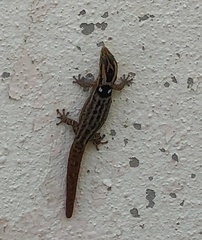 Sphaerodactylus grandisquamis