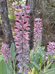 Lupinus villosus