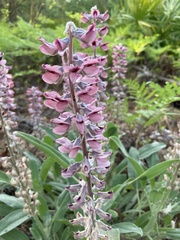 Lupinus villosus
