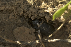 Licinus