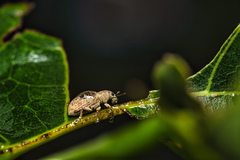 Eugnathus distinctus