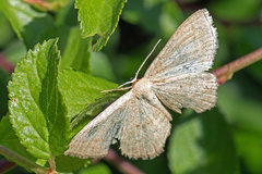 Scopula virgulata
