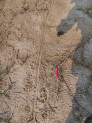 Crocodylus moreletii