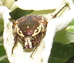 Elaphinis delagoensis