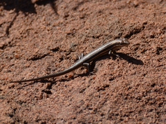 Trachylepis laevigata