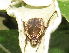 Elaphinis delagoensis