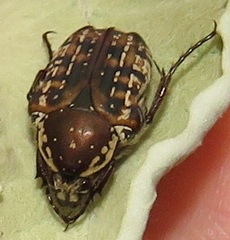 Elaphinis delagoensis