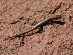 Trachylepis laevigata