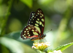 Graphium cyrnus