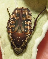 Elaphinis delagoensis