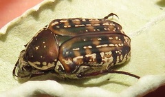 Elaphinis delagoensis