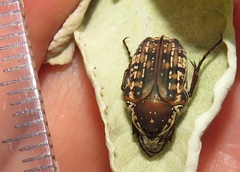 Elaphinis delagoensis