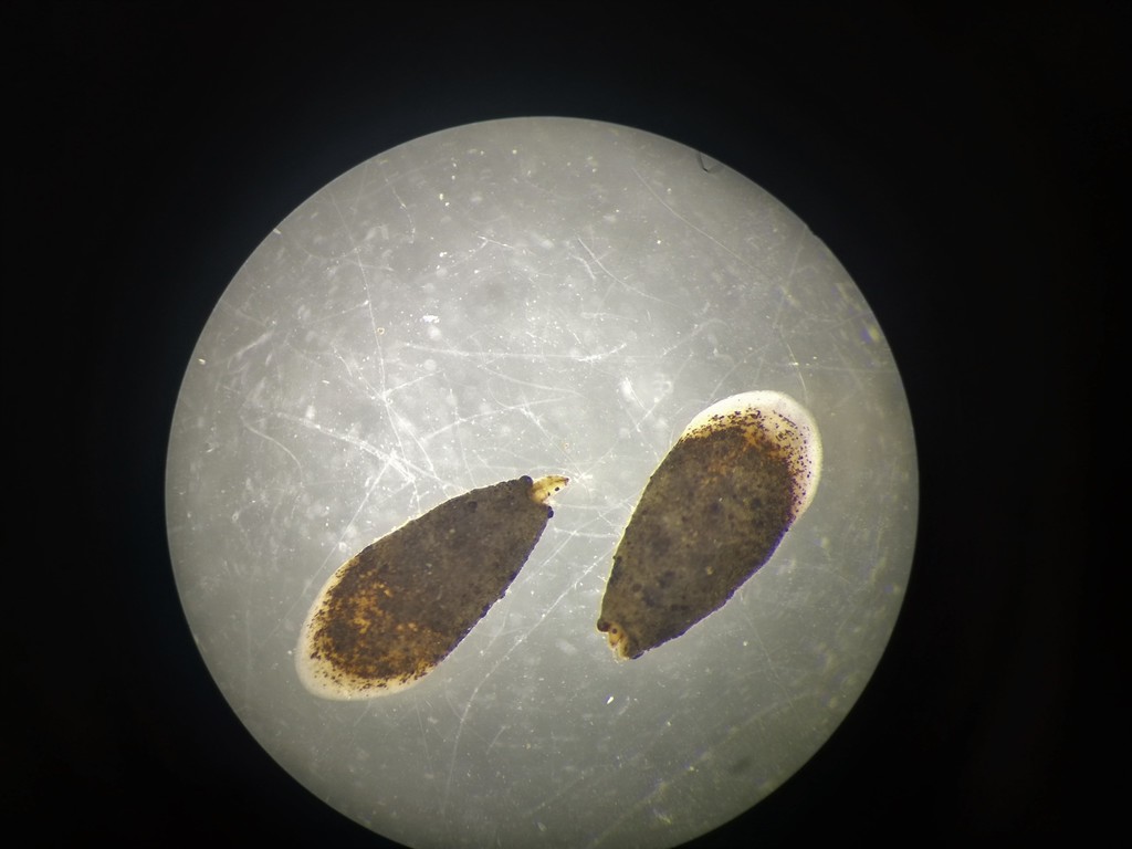 Ithytrichia