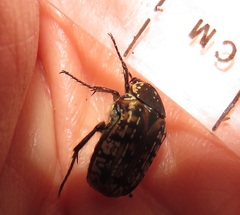 Elaphinis delagoensis