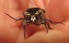 Elaphinis delagoensis