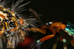 Eocanthecona concinna