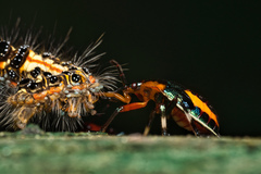 Eocanthecona concinna