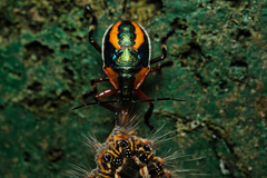 Eocanthecona concinna