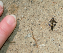 Synanthedon decipiens