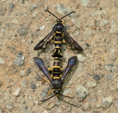 Synanthedon decipiens