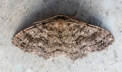 Melanolophia imitata