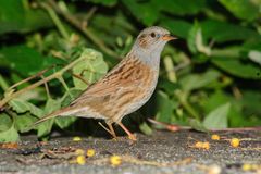 Prunella modularis occidentalis