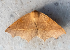 Tetracis cervinaria