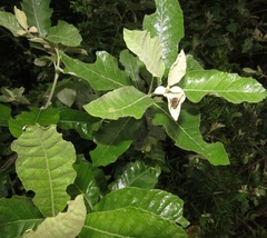 Elaphinis delagoensis