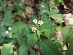Lippia dulcis