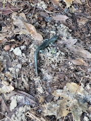 Aneides klamathensis