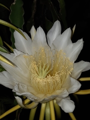 Selenicereus undatus