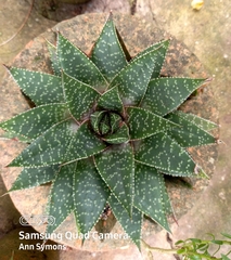 × Gasteraloe