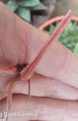 × Gasteraloe