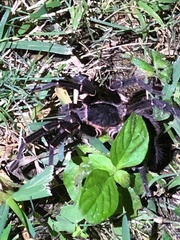 Cyrtopholis portoricae