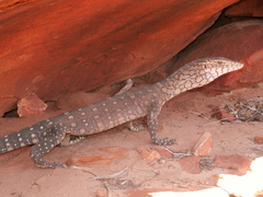Varanus giganteus