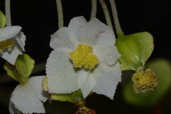 Begonia biserrata