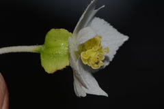 Begonia biserrata
