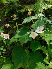 Begonia ornithocarpa