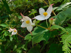 Begonia ornithocarpa