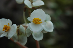Begonia peltata